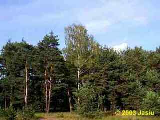 Lasy nad Małą Panwią w okolicach Zawadzkiego.